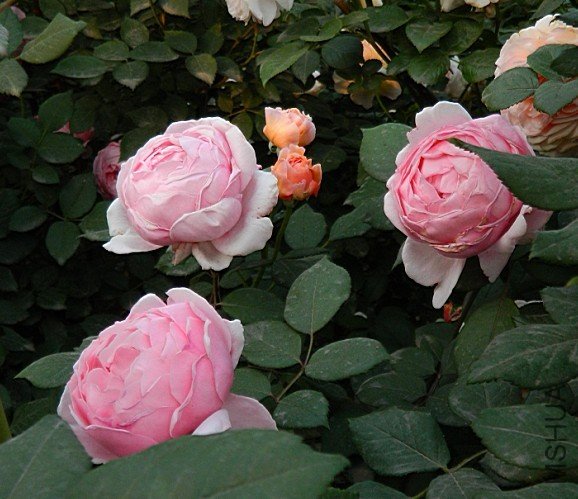 �������ֵ�