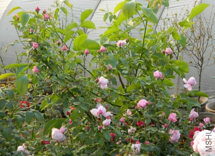 ���ɾ���