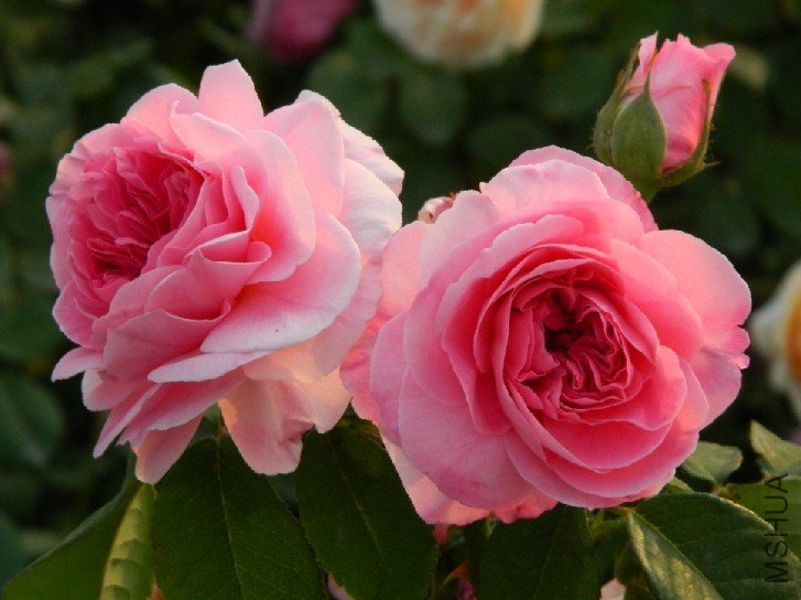 ��³�صĻ���