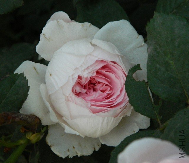 �ܷ��ܶ���