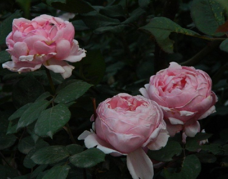 �������ֵ�