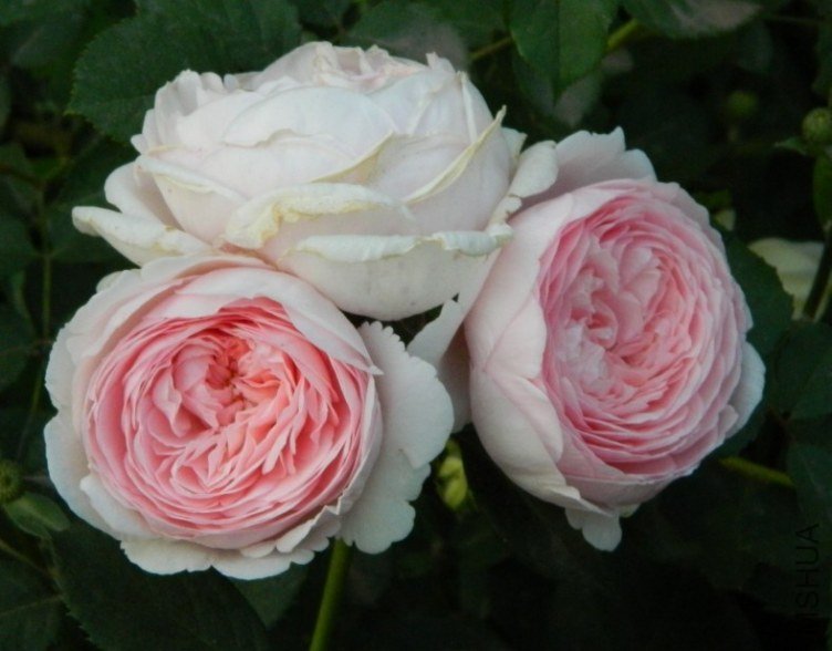 �ܷ��ܶ���