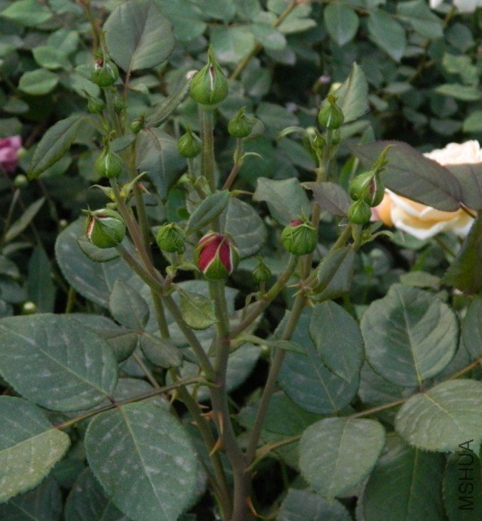 ����ɳ����