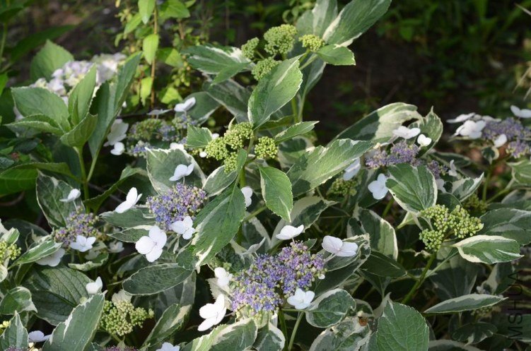 ������С ���߰��ɻ�20120528 007.JPG