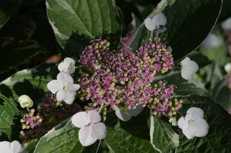 ������С ���߰��ɻ�20120528 001.JPG