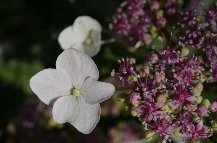 ������С ���߰��ɻ�20120528 002.JPG