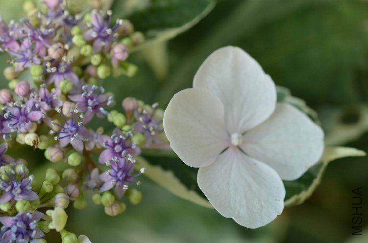 ������С ���߰��ɻ�20120528 003.JPG