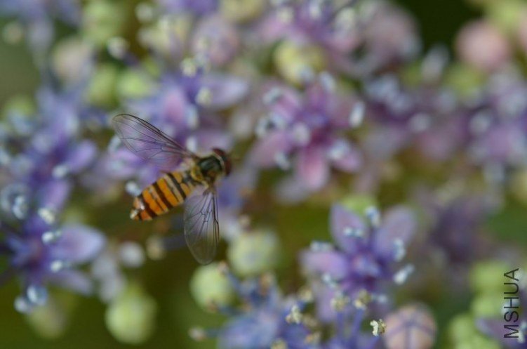 ������С ���߰��ɻ�20120528 004.JPG