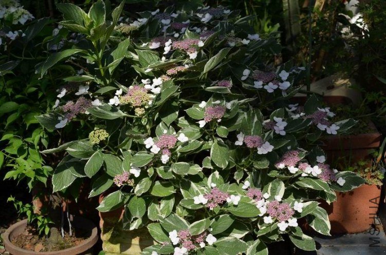 ������С ���߰��ɻ�20120528 006.JPG