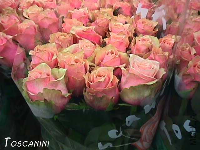 ��˹������