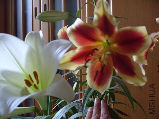 S1055978.JPG