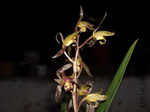 ��̬����