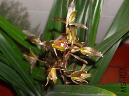 ����֦�����˺ö໨������Ҷ������