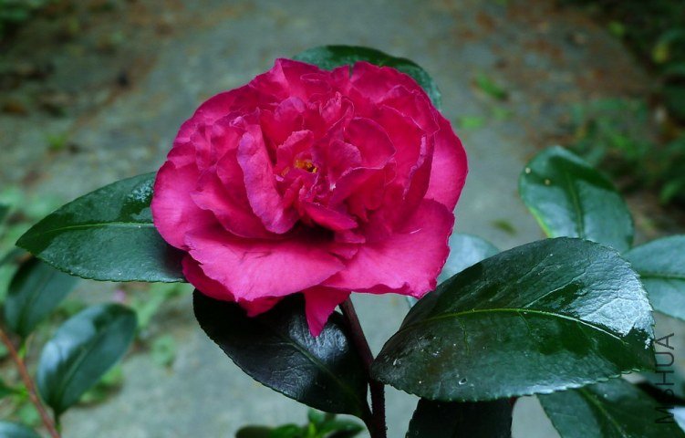 P1150021.jpg