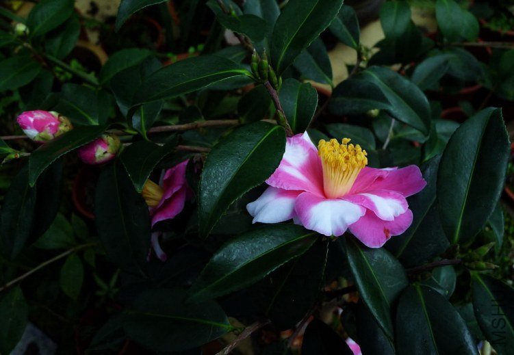P1260944.jpg