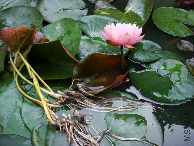DSC02274.JPG