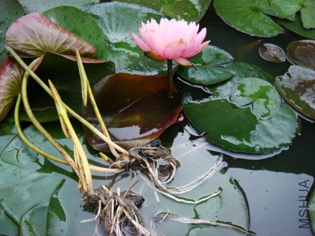 DSC02275.JPG