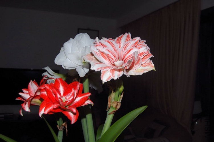 DSC_00290029.JPG