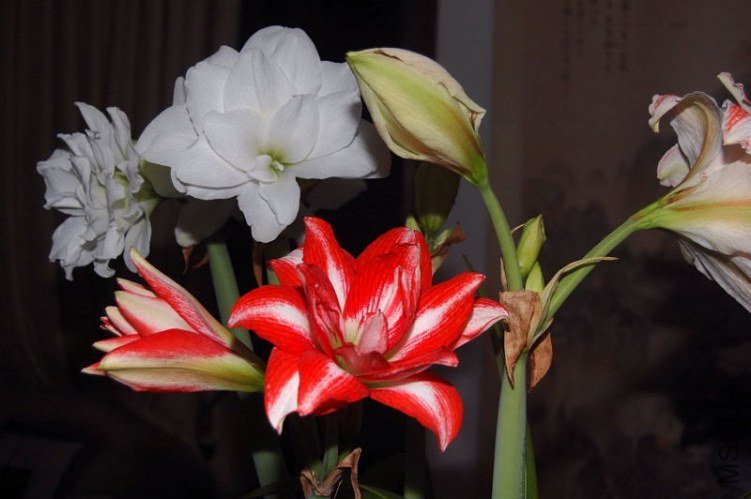 DSC_00090009.JPG