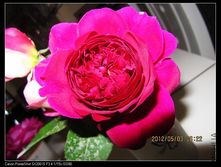 IMG_2448.jpg