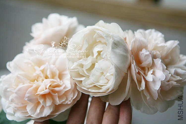 IMG_3055 ����.jpg