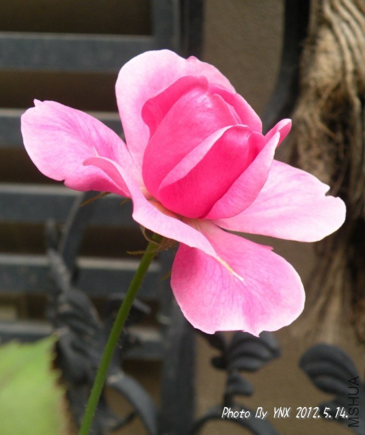 2012.5.14. 005_conew2.jpg