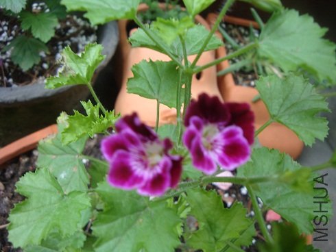 DSC00192.JPG