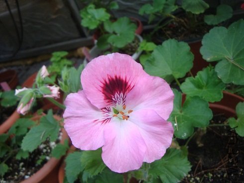 DSC00204.JPG