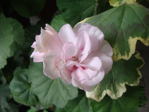 DSC00205.JPG