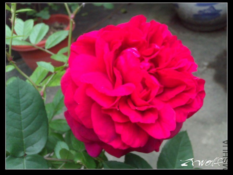 WP_000253.jpg