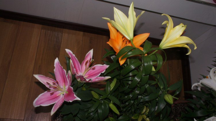 DSC01971.jpg