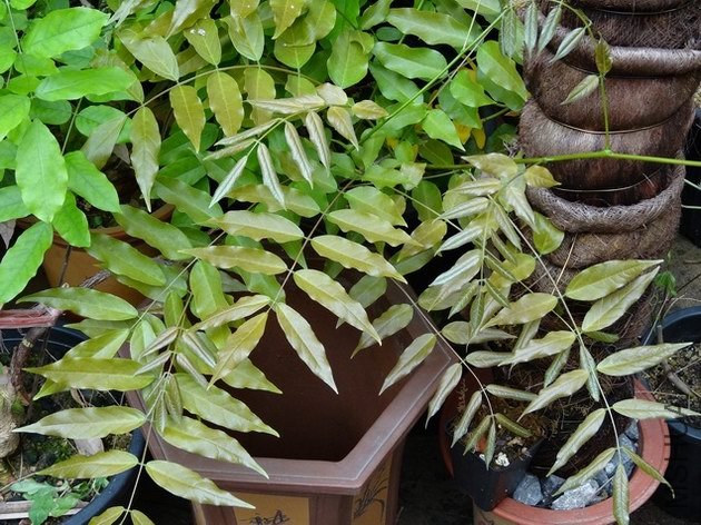 ������С ������С DSC00110.JPG