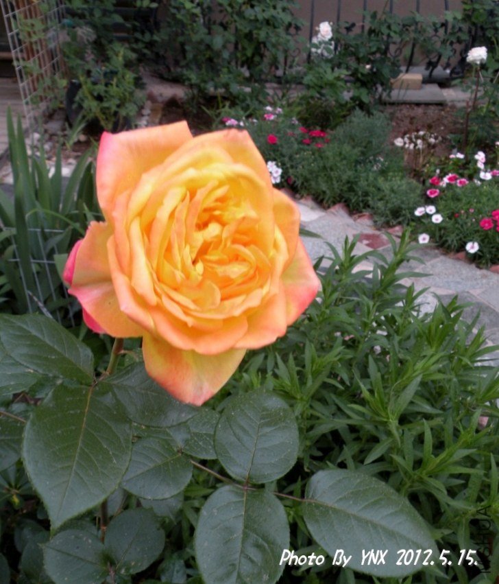 2012.5.15. 032_conew2.jpg