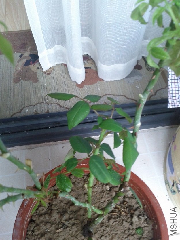 IMG_20120530_082220.jpg