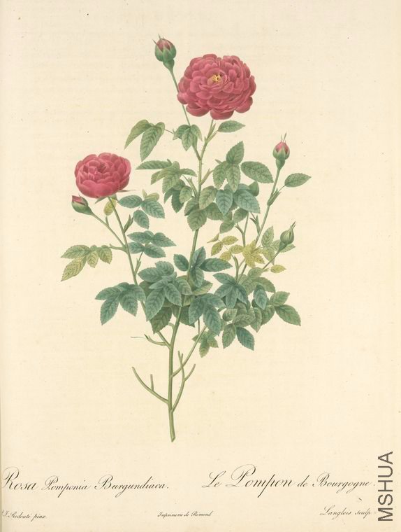 171 Rosa Pomponia Burgundiaca.jpg