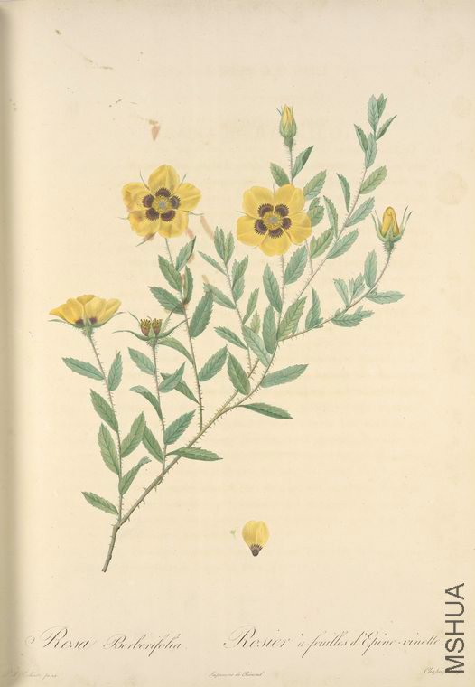 005 Rosa Berberifolia.jpg