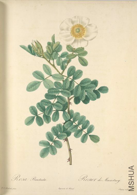 009 Rosa Bracteata.jpg