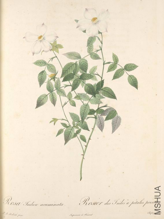 018 Rosa Indica Acuminata.jpg