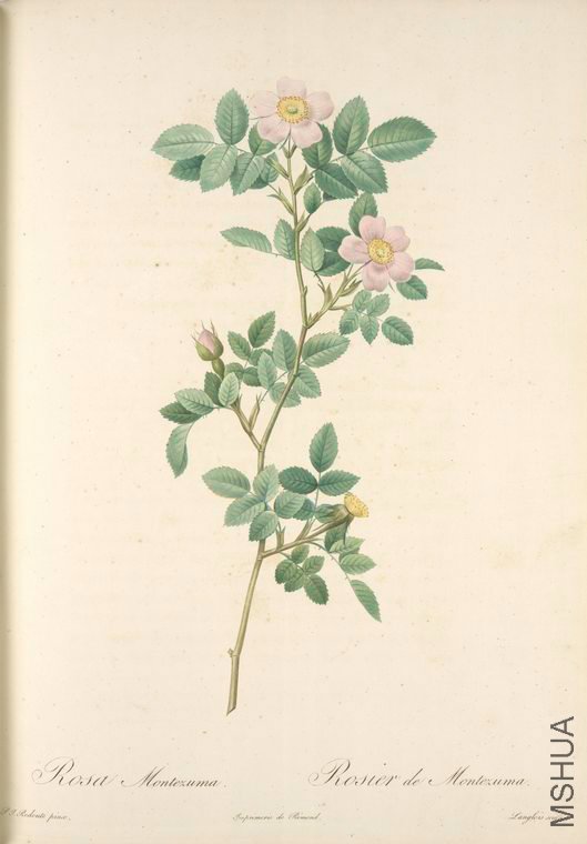 019 Rosa Montezuma.jpg