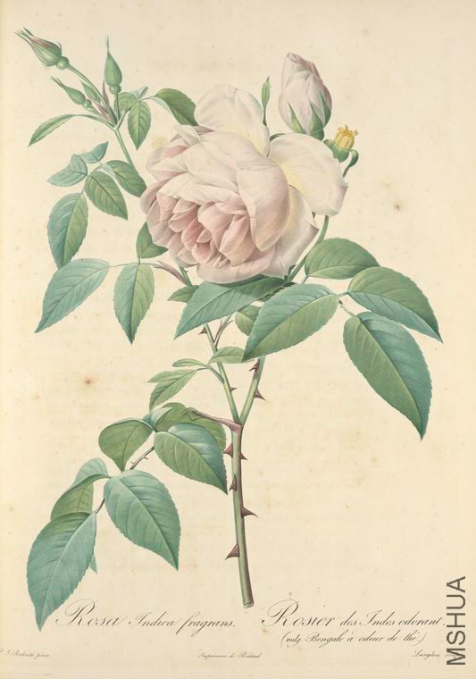 022 Rosa Indica Fragrans.jpg