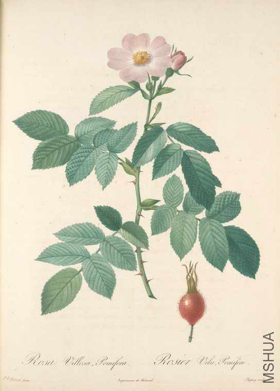 025 Rosa Villosa Pomifera.jpg