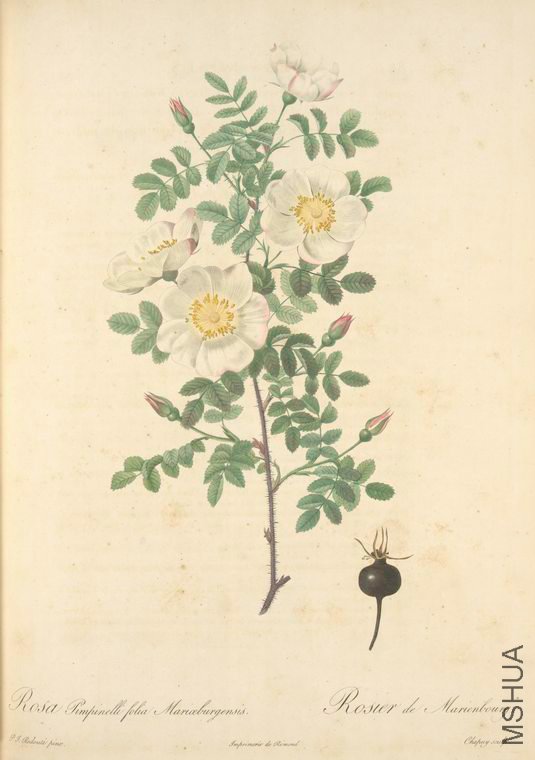 032 Rosa Pimpinellifolia Mariaeburgensis.jpg
