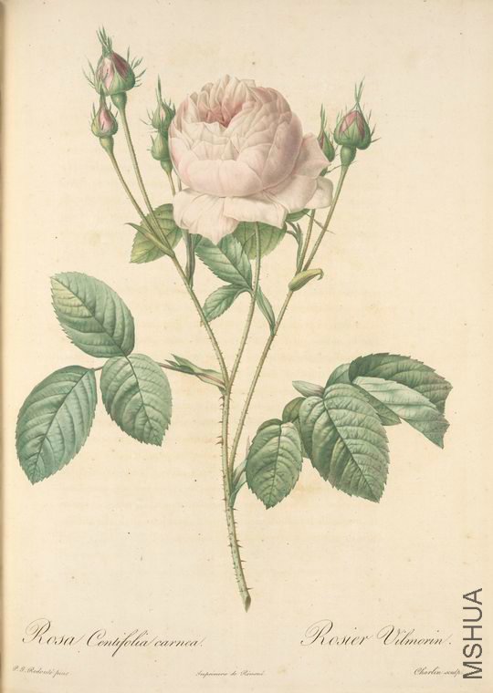 030 Rosa Centifolia Carnea.jpg