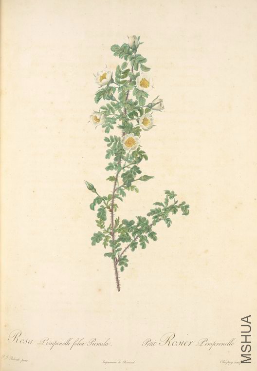 033 Rosa Pimpinellifolia Pumila.jpg