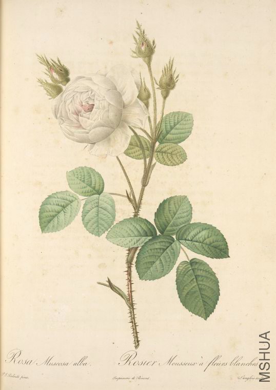 034 Rosa Muscosa Alba.jpg