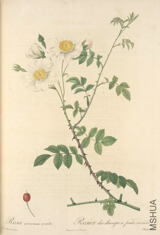 035 Rosa Arvensis Ovata.jpg