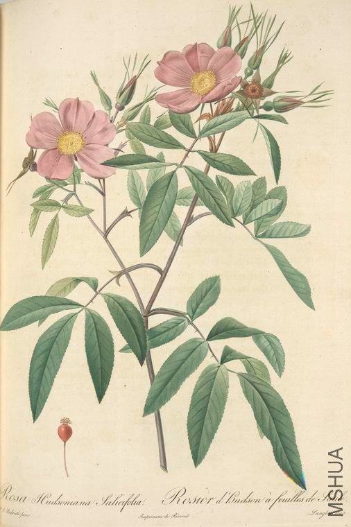 038 Rosa Hudsoniana Salicifolia.jpg
