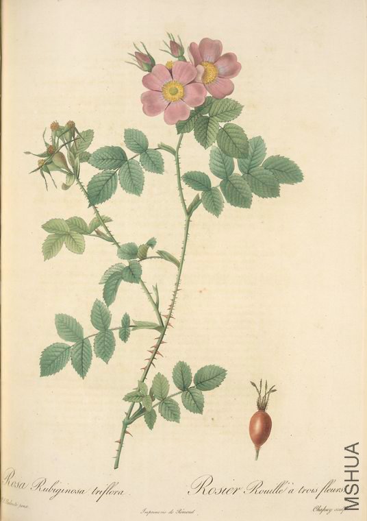 037 Rosa Rubiginosa Triflora.jpg