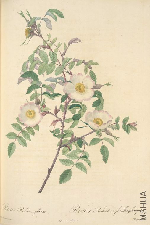 041 Rosa Redutea Glauca.jpg