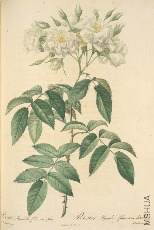 040 Rosa Moschata Flore Semi-Pleno.jpg